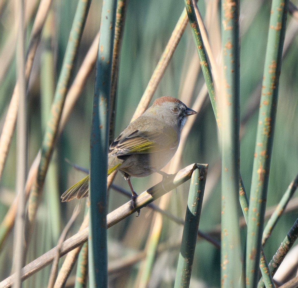 Green-tailed Towhee - ML642296178