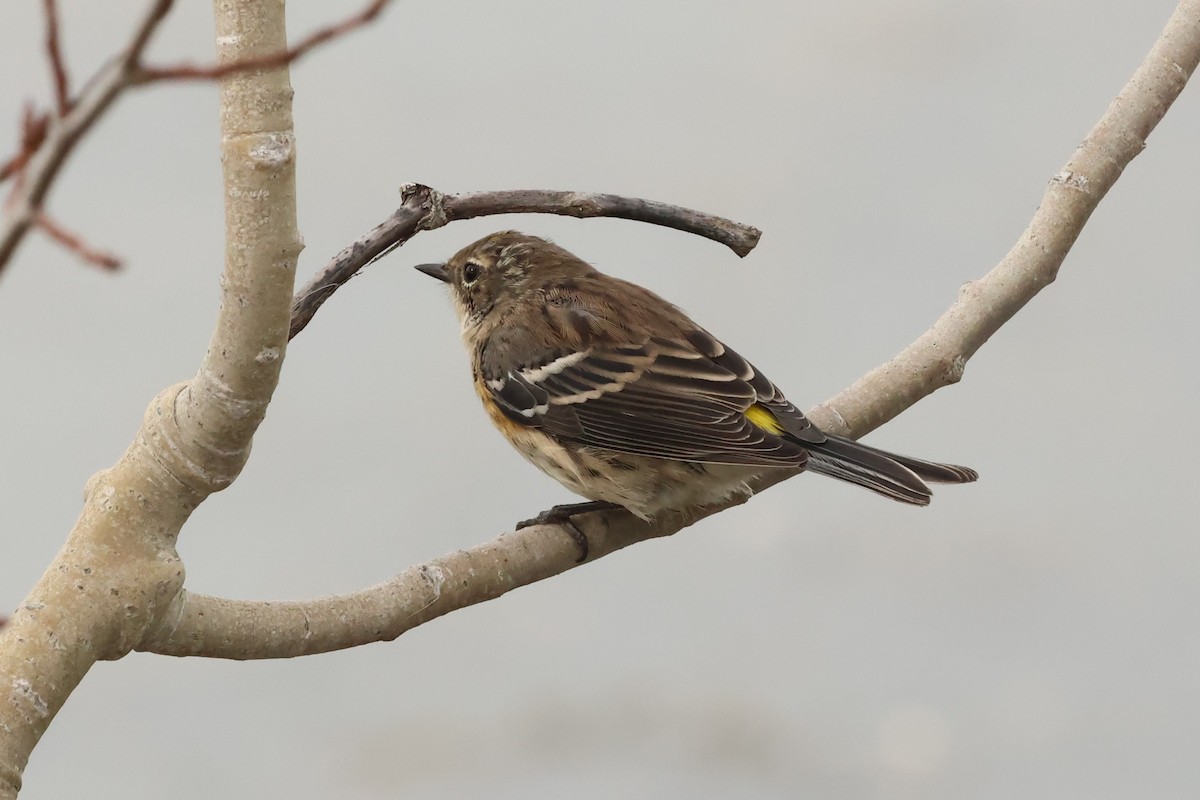 Yellow-rumped Warbler - ML642296180