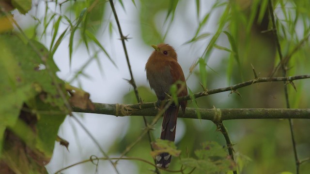Little Cuckoo - ML642296181