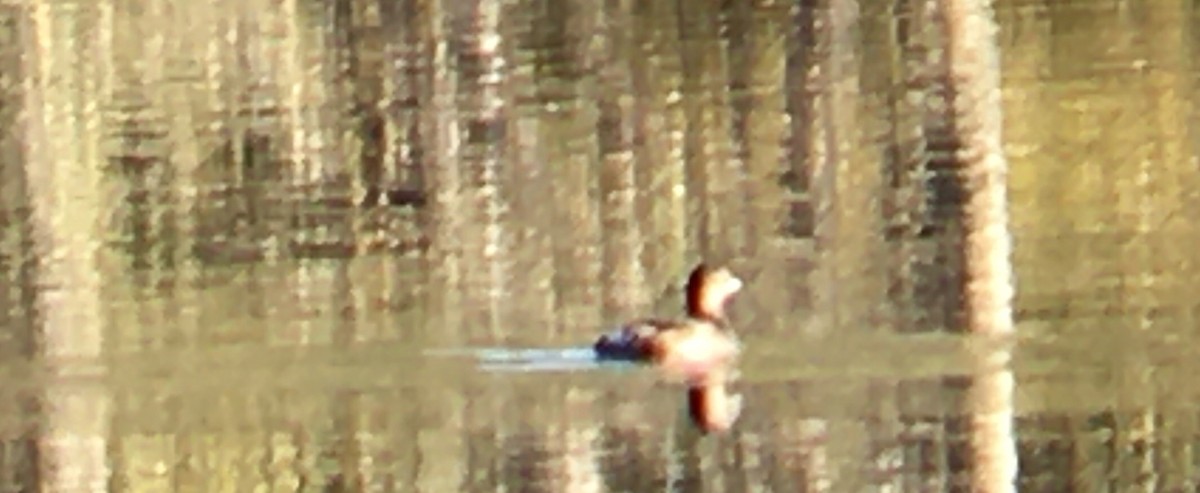 Pied-billed Grebe - ML642296182