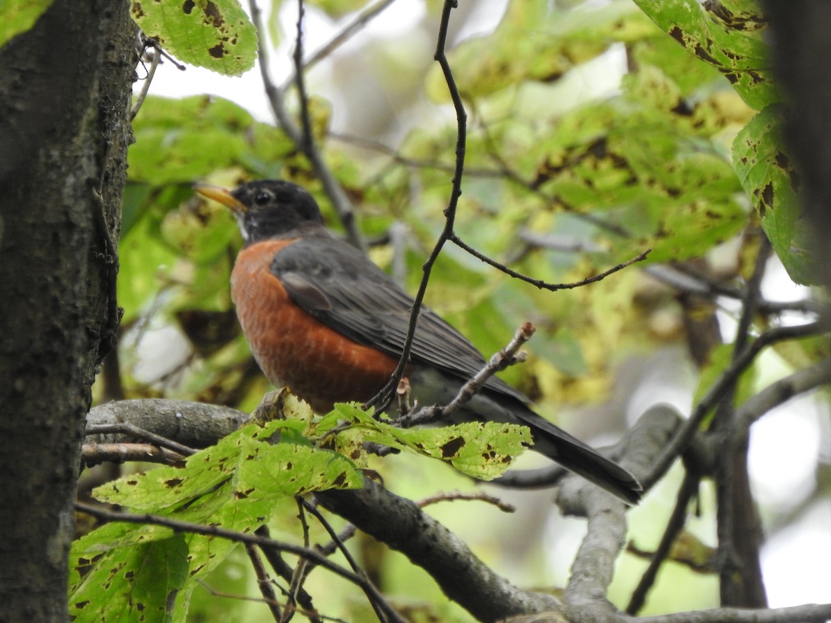 American Robin - ML642296187