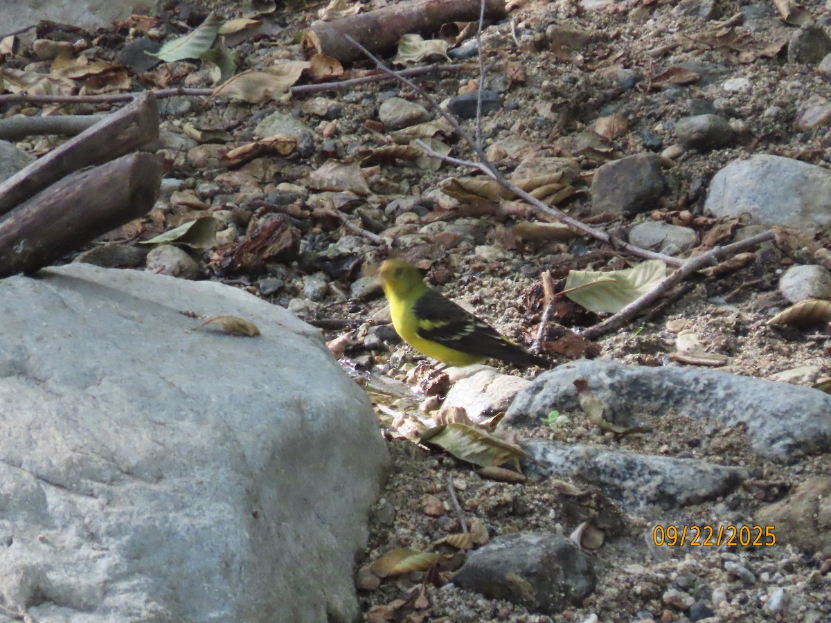 Western Tanager - ML642296190