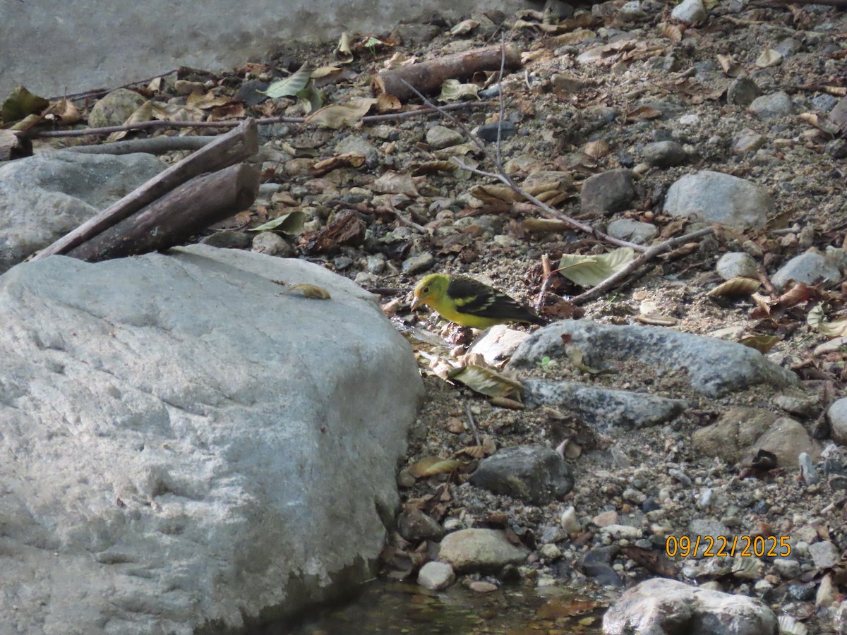 Western Tanager - ML642296191