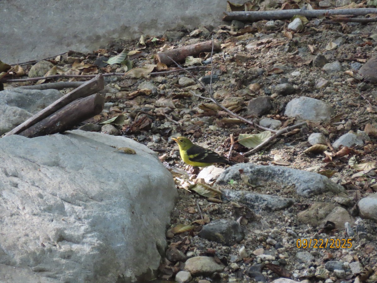 Western Tanager - ML642296192