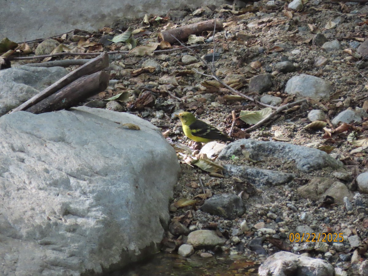 Western Tanager - ML642296193