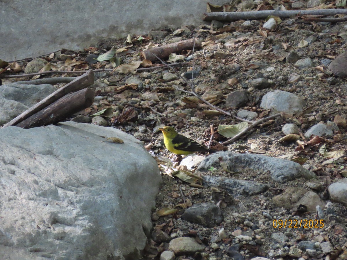 Western Tanager - ML642296194