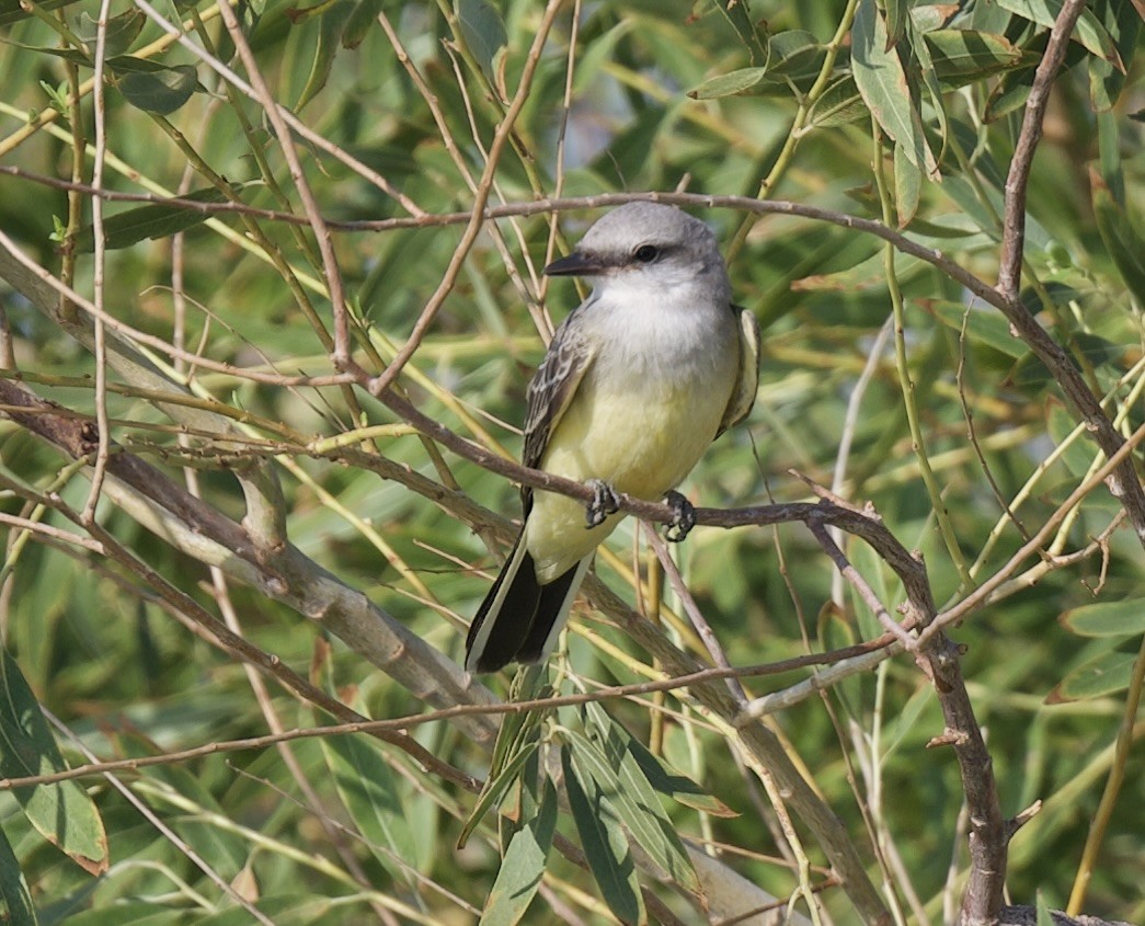 Western Kingbird - ML642296212