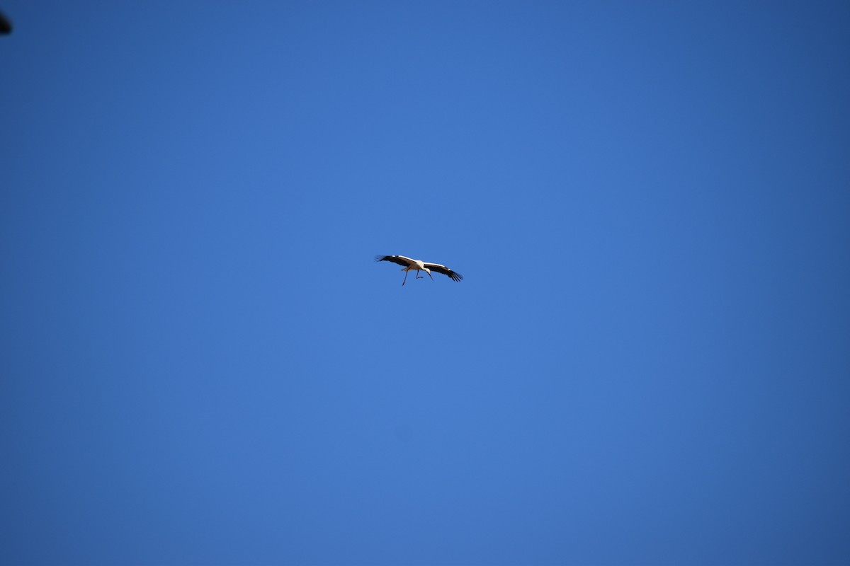 White Stork - ML642296237
