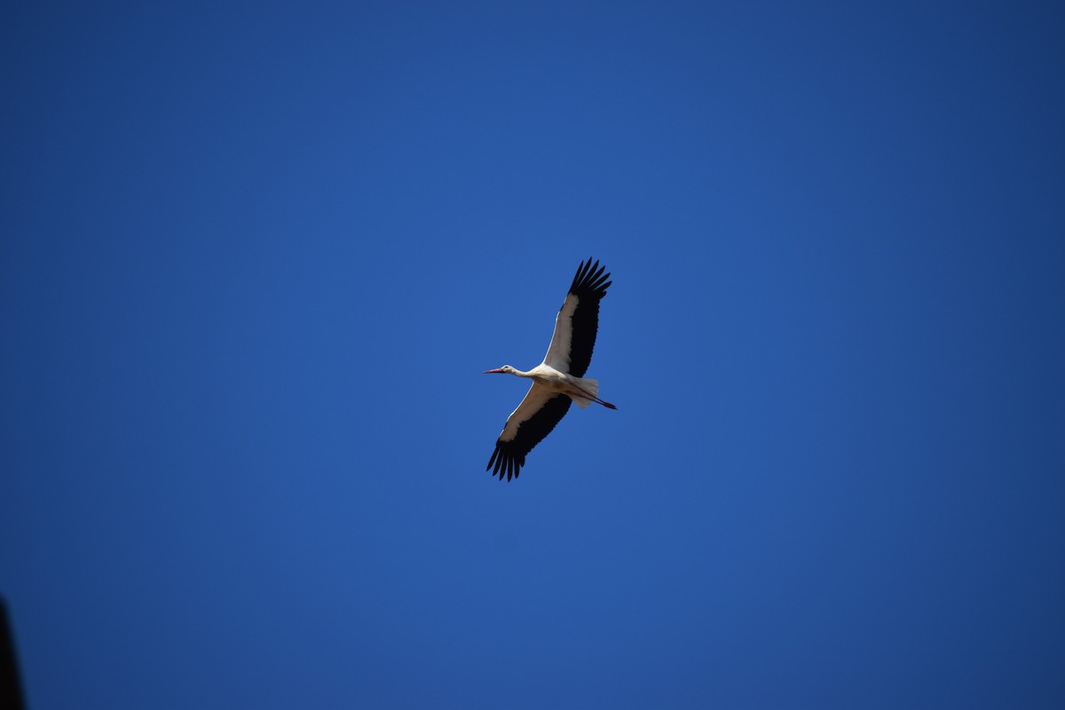 White Stork - ML642296238