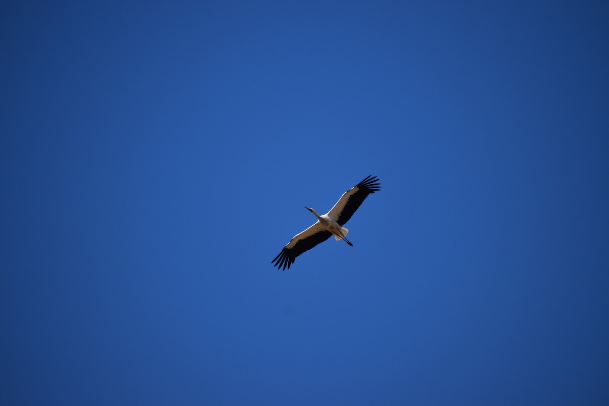 White Stork - ML642296241