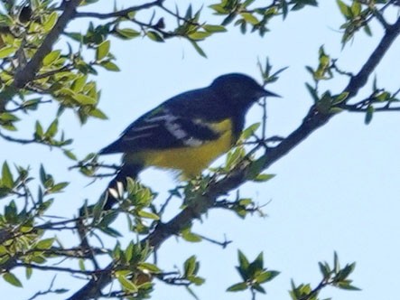 Oriole jaune-verdâtre - ML642296263