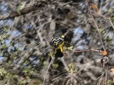 Oriole jaune-verdâtre - ML642296264