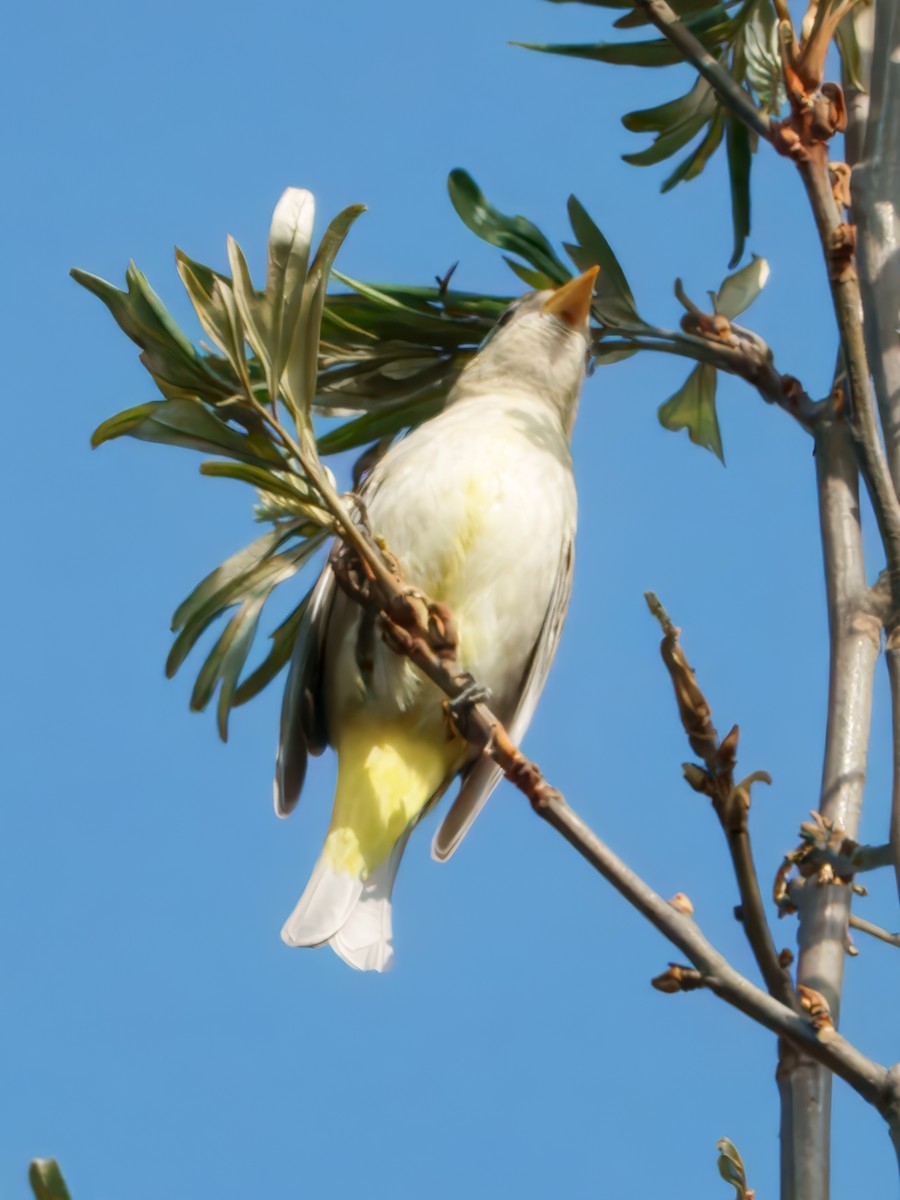 Western Tanager - ML642296271