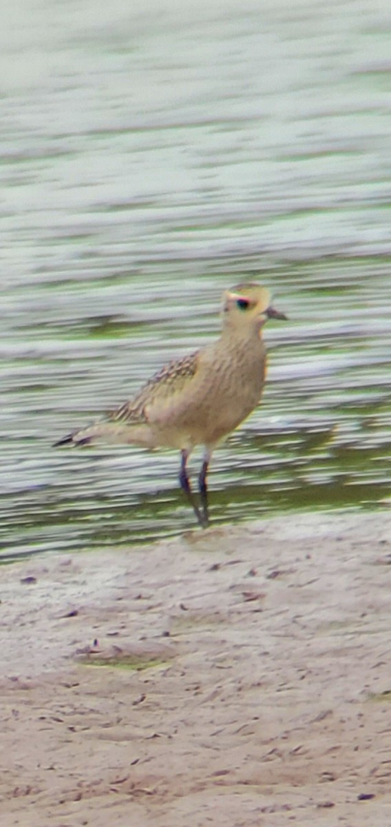 American Golden-Plover - ML642296295