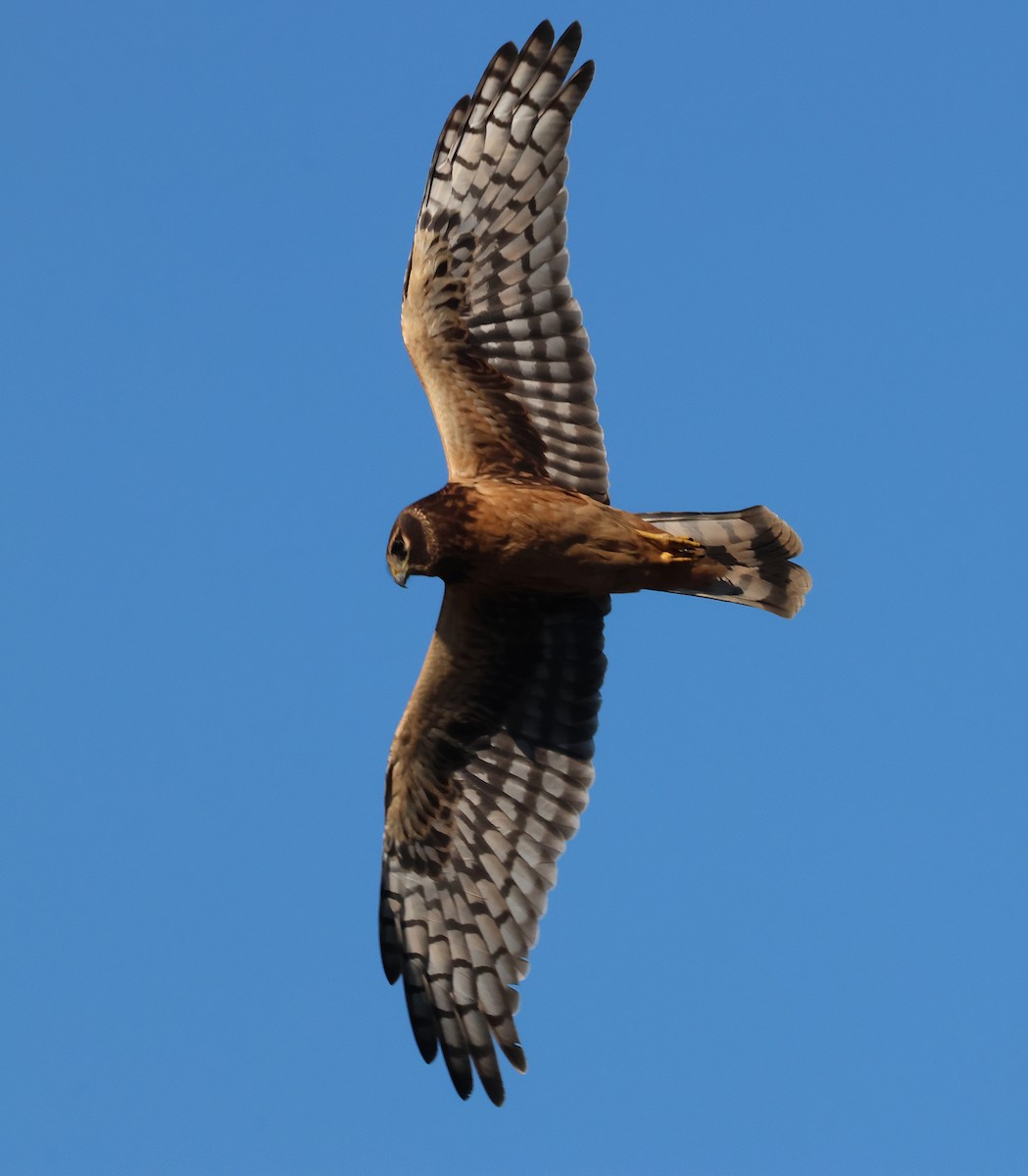 Northern Harrier - ML642296340