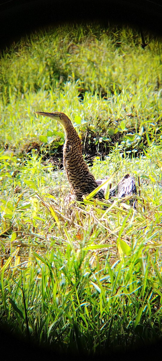Bare-throated Tiger-Heron - ML642296368