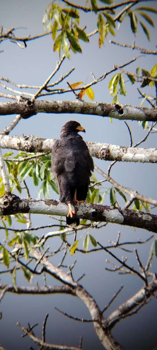 Common Black Hawk - ML642296395