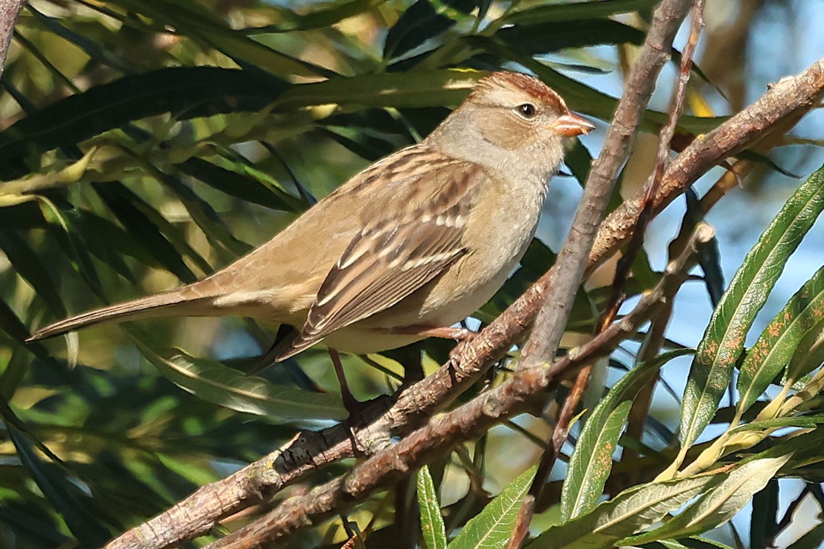 White-crowned Sparrow - ML642296396