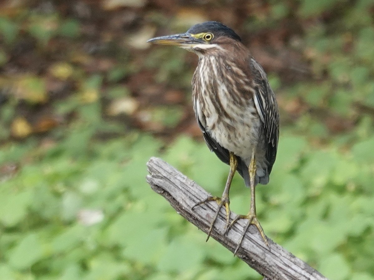 Koartzatxo berdea - ML642296401