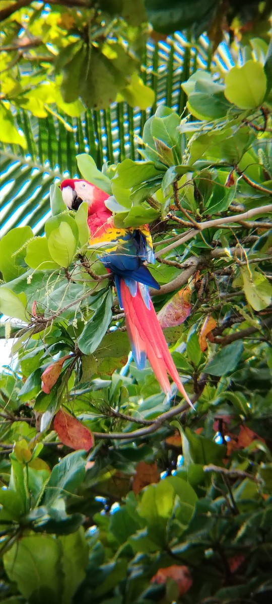 Scarlet Macaw - ML642296405