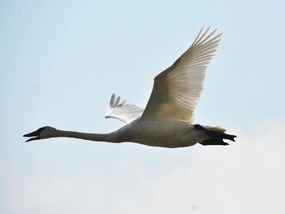 Trompeterschwan - ML642296432