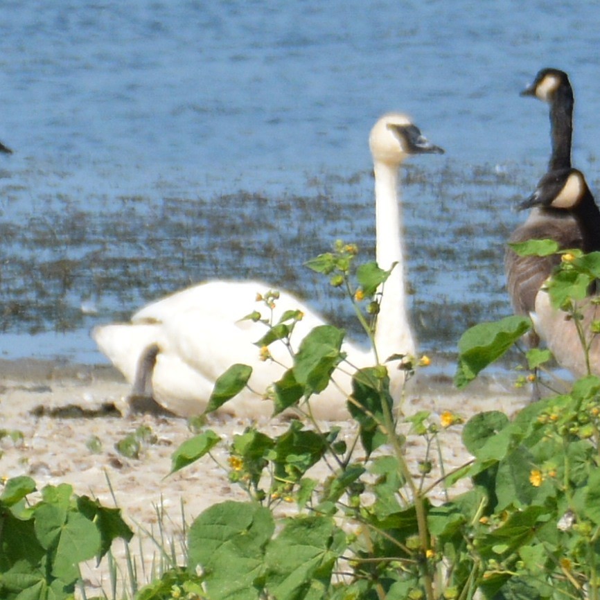 Trompeterschwan - ML642296439
