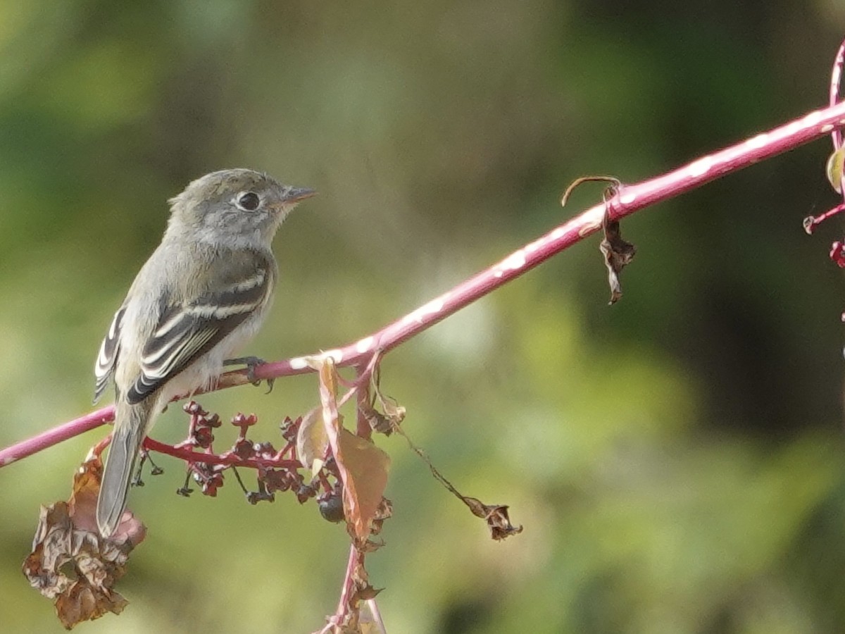 Least Flycatcher - ML642296447