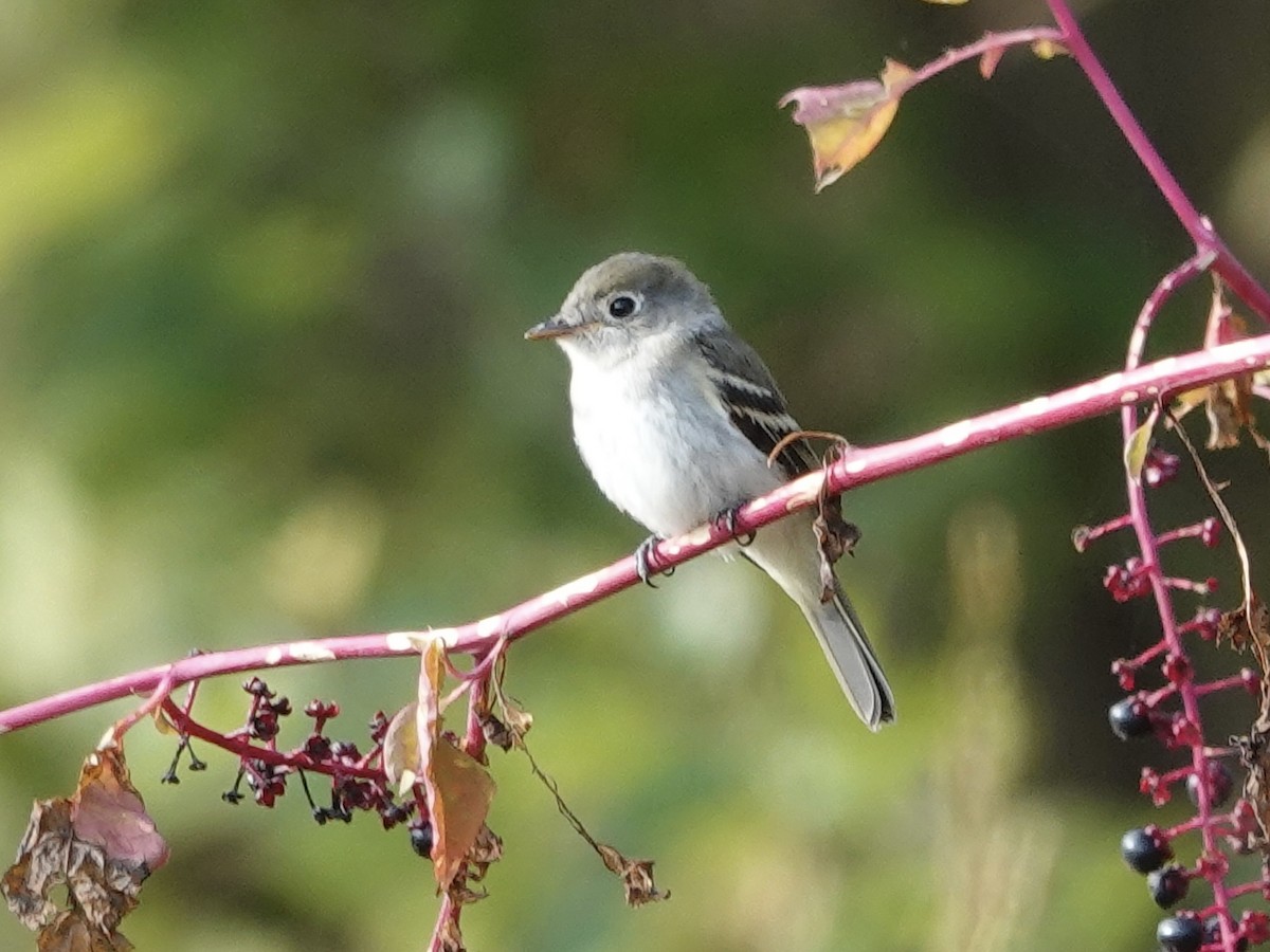 Least Flycatcher - ML642296448
