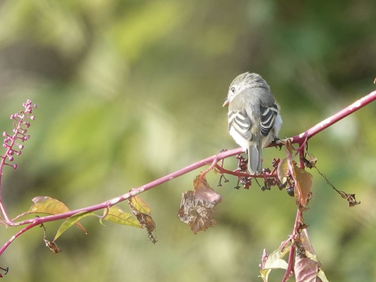 Least Flycatcher - ML642296449