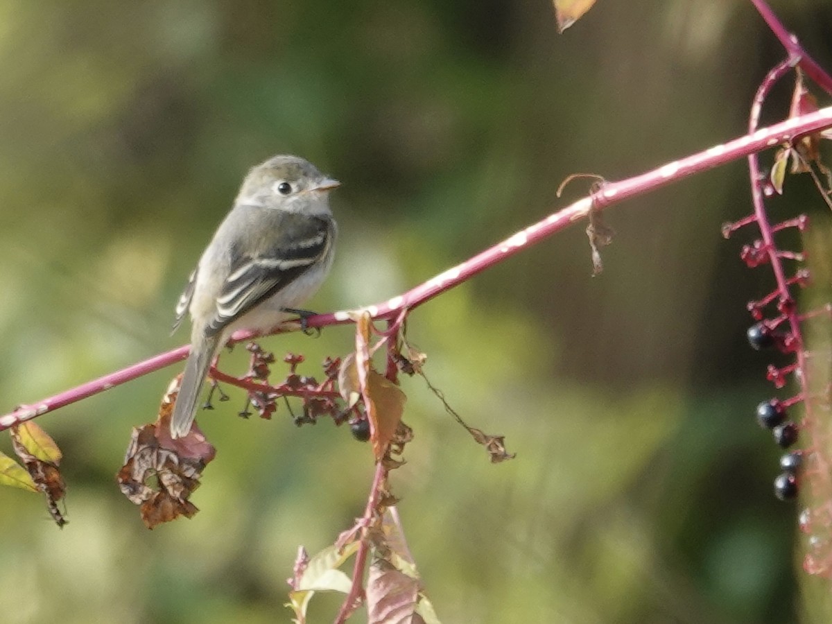 Least Flycatcher - ML642296450