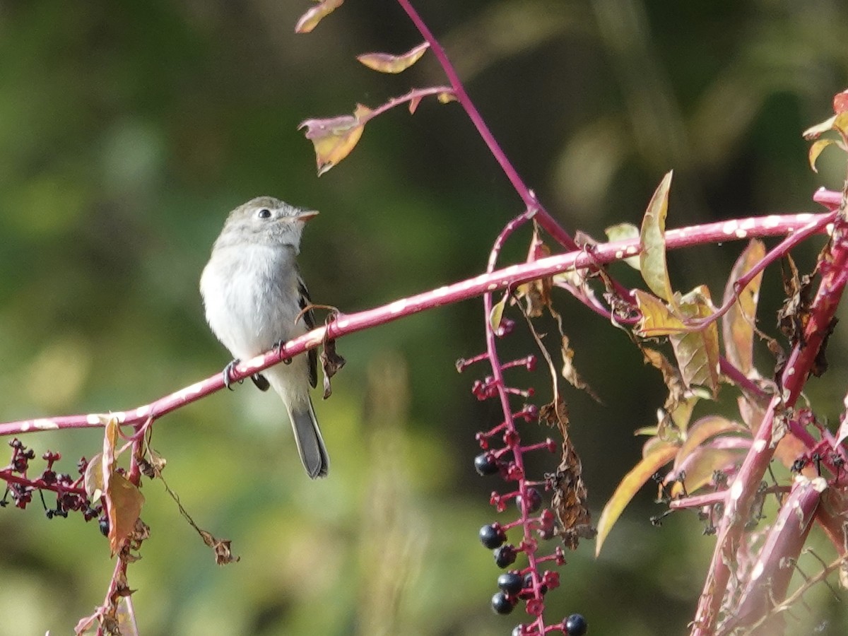 Least Flycatcher - ML642296451