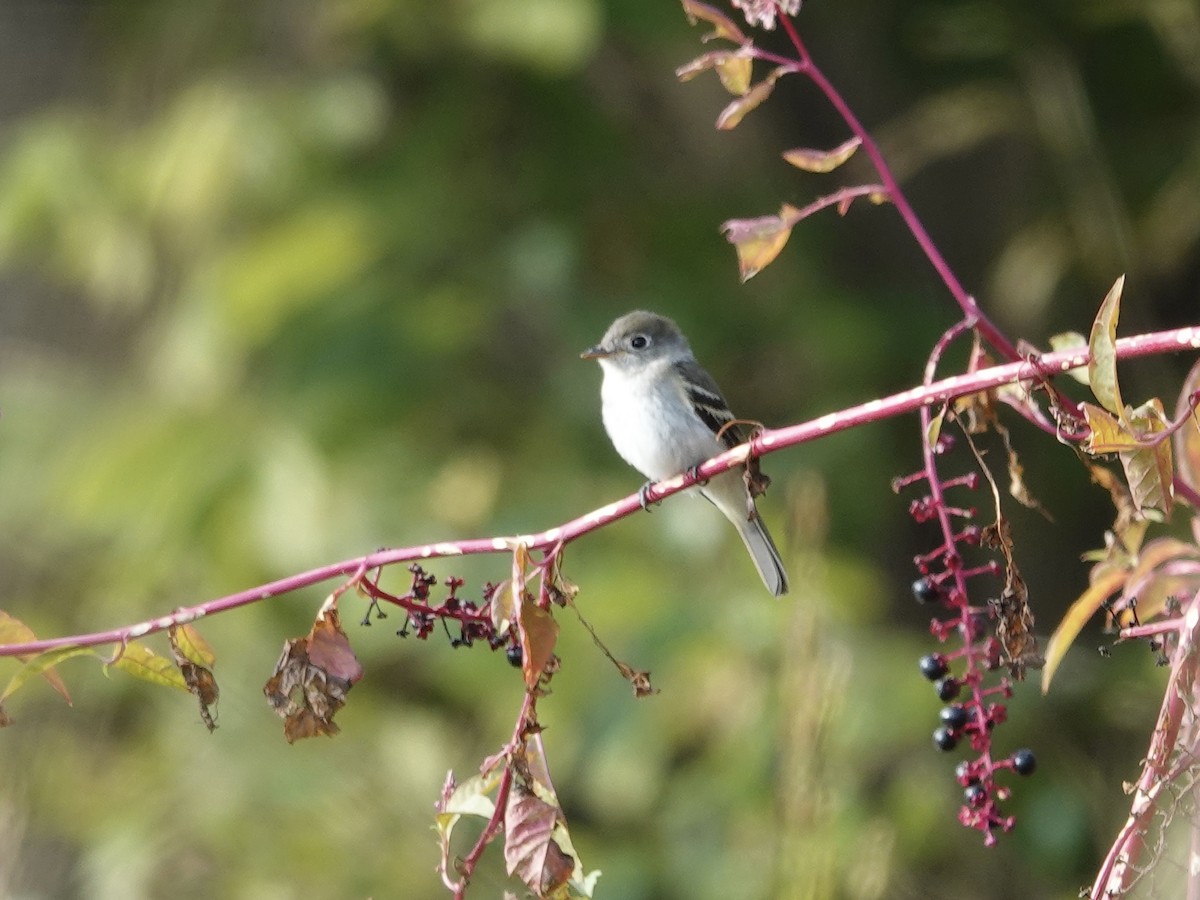 Least Flycatcher - ML642296452