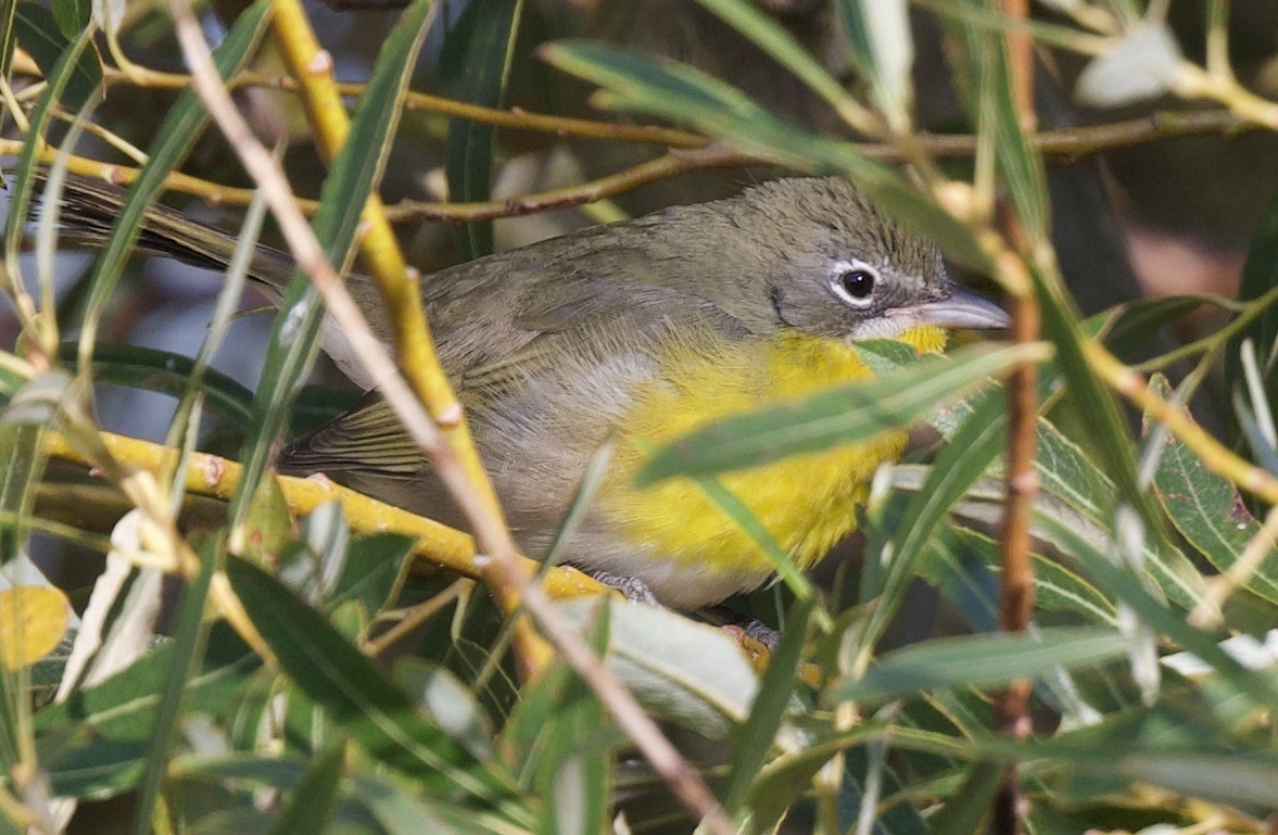 Yellow-breasted Chat - ML642296459