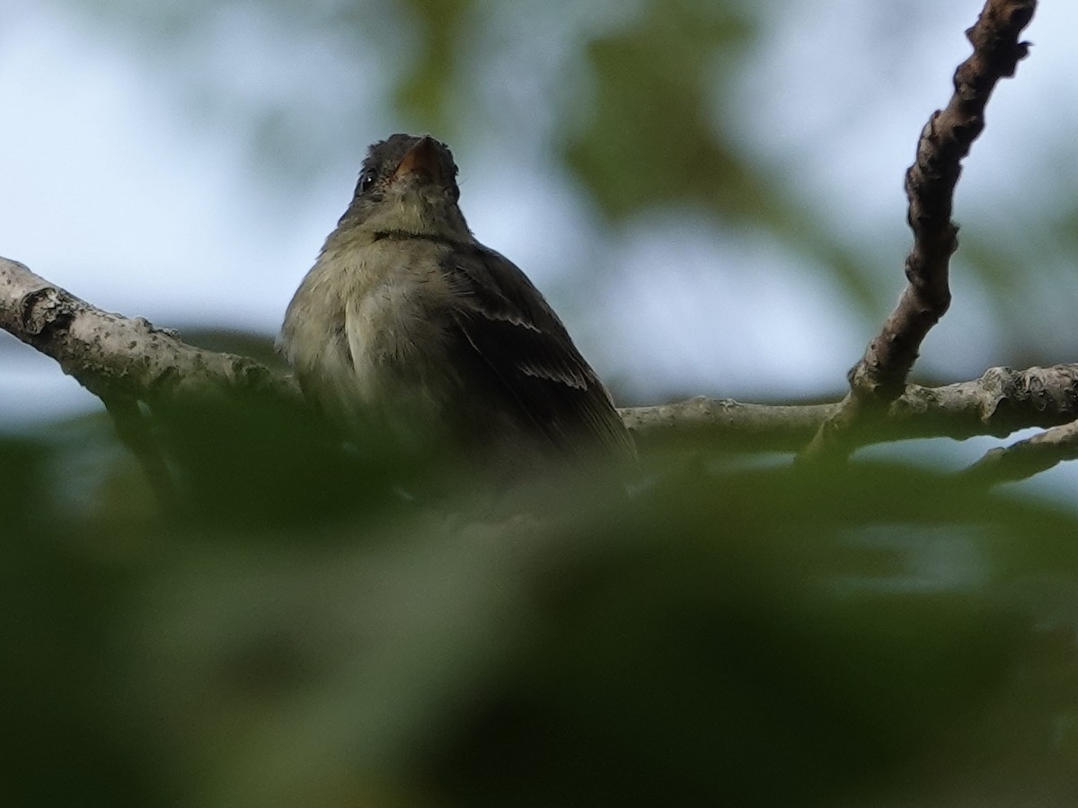 Eastern Wood-Pewee - ML642296466