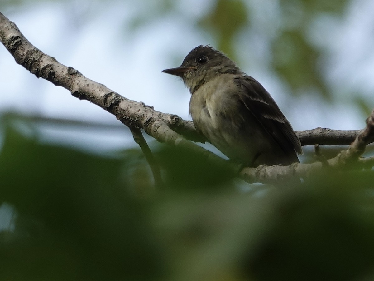 Eastern Wood-Pewee - ML642296467