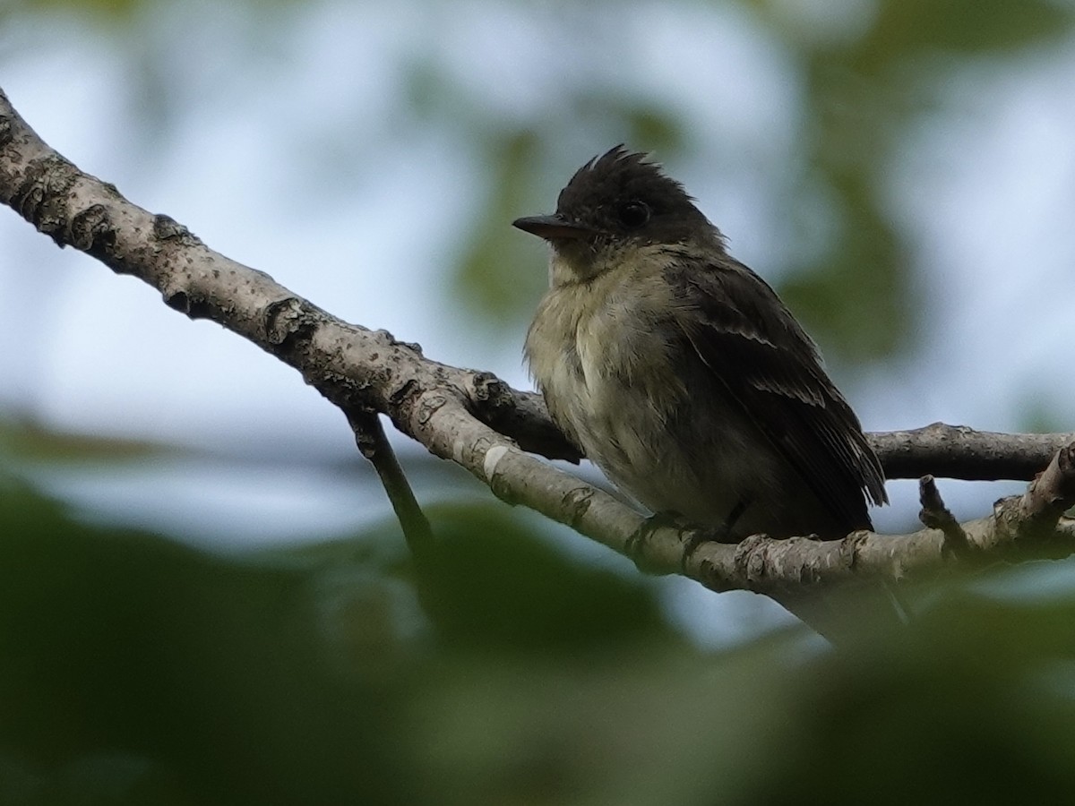 Eastern Wood-Pewee - ML642296468