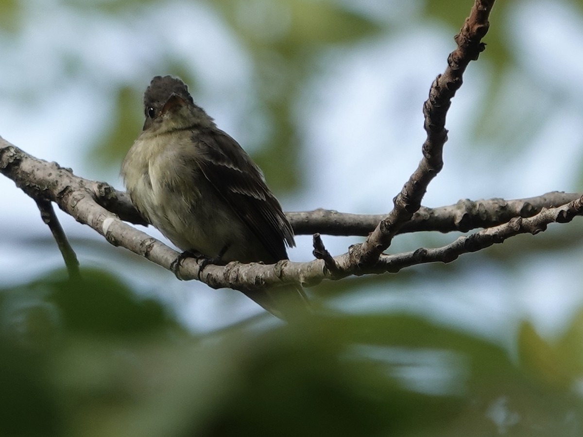 Eastern Wood-Pewee - ML642296469