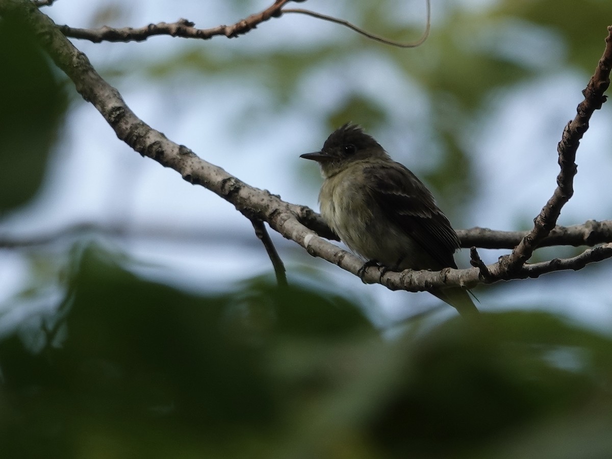 Eastern Wood-Pewee - ML642296470