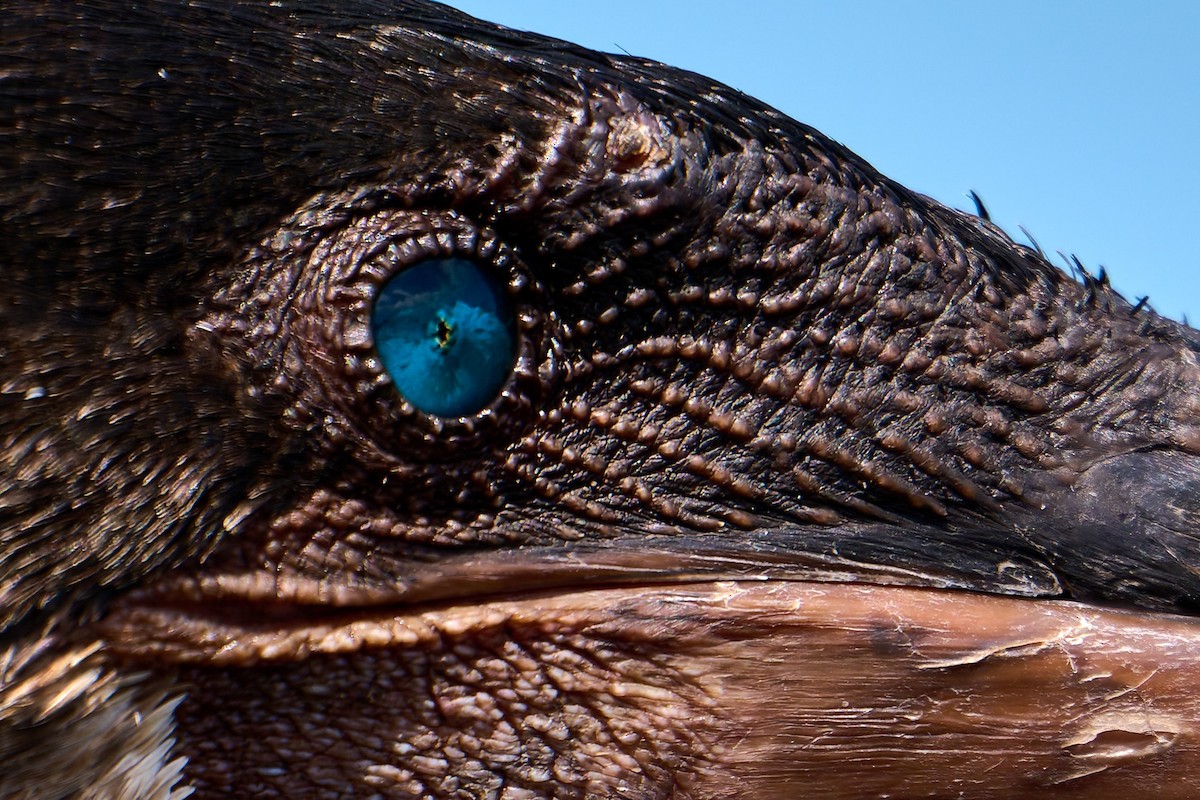 Flightless Cormorant - ML642296540