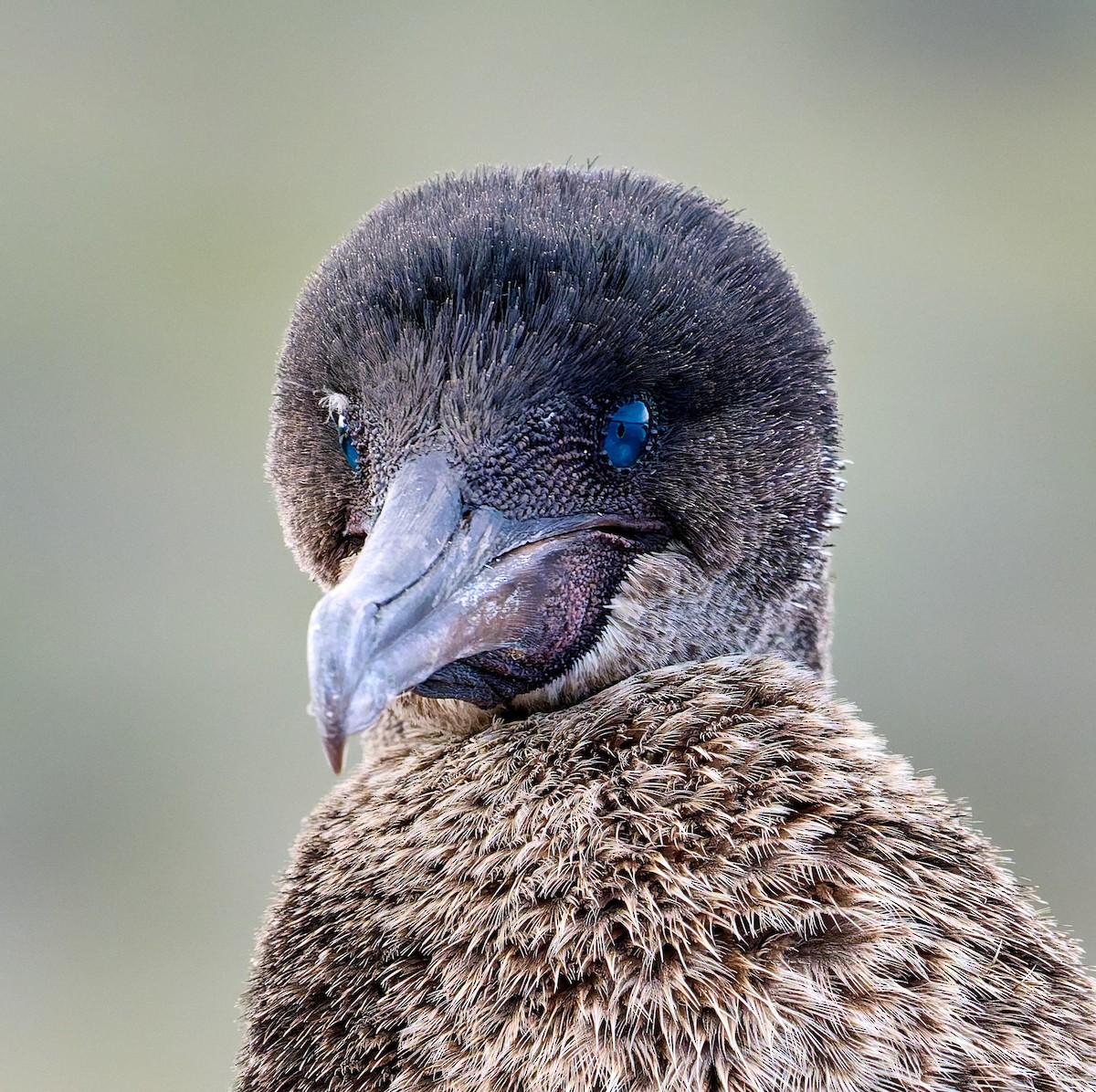 Flightless Cormorant - ML642296541