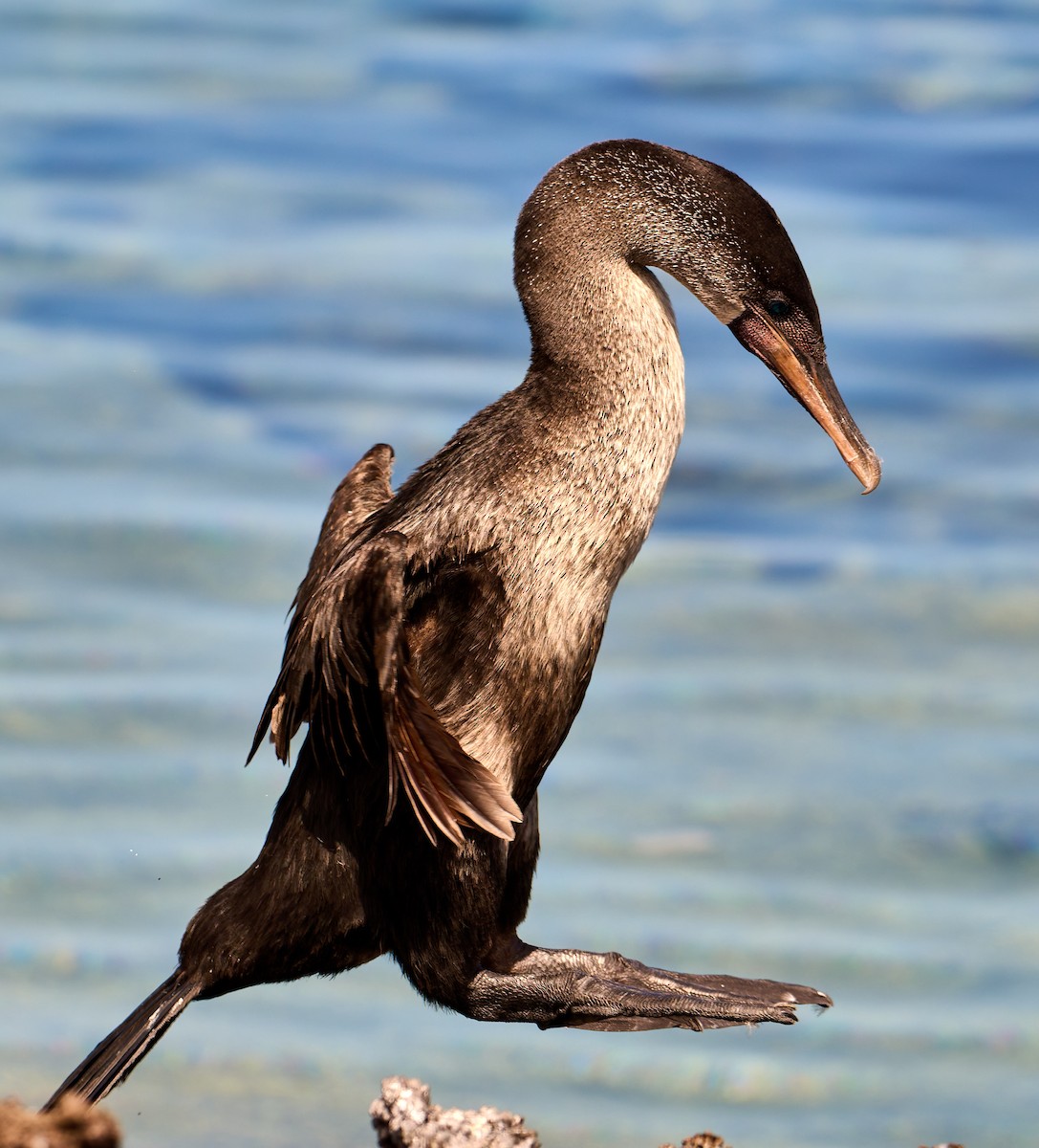 Flightless Cormorant - ML642296542