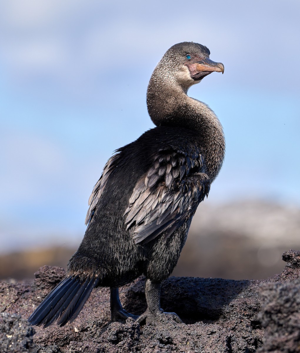 Flightless Cormorant - ML642296544