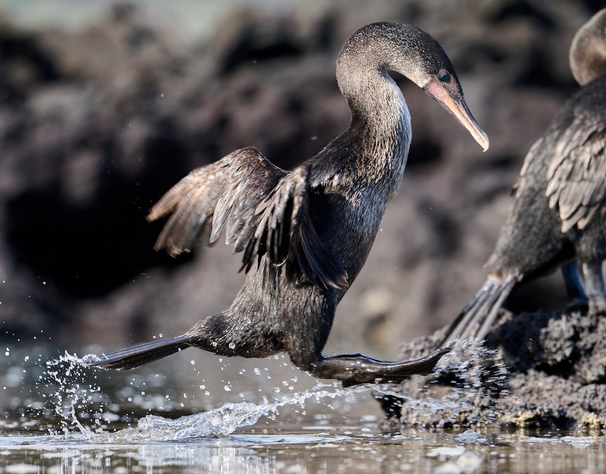 Flightless Cormorant - ML642296546