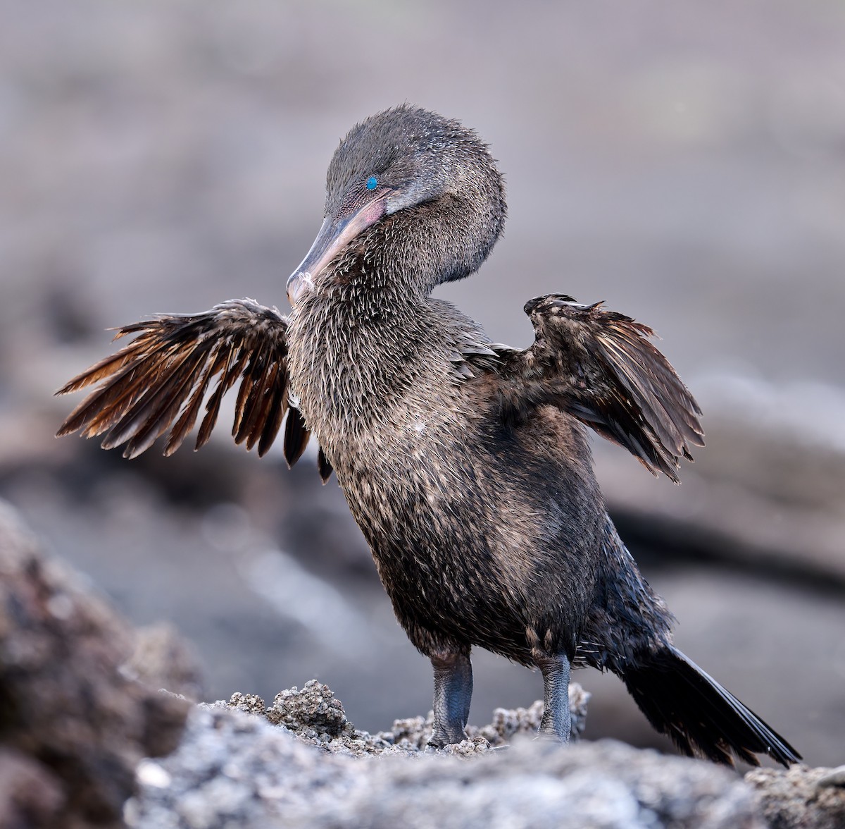 Flightless Cormorant - ML642296548