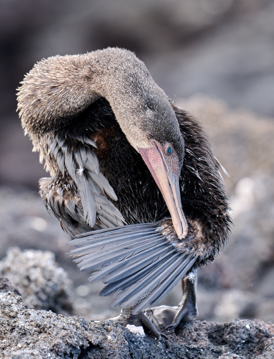 Flightless Cormorant - ML642296549