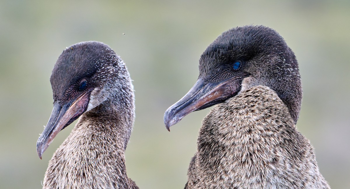 Flightless Cormorant - ML642296550