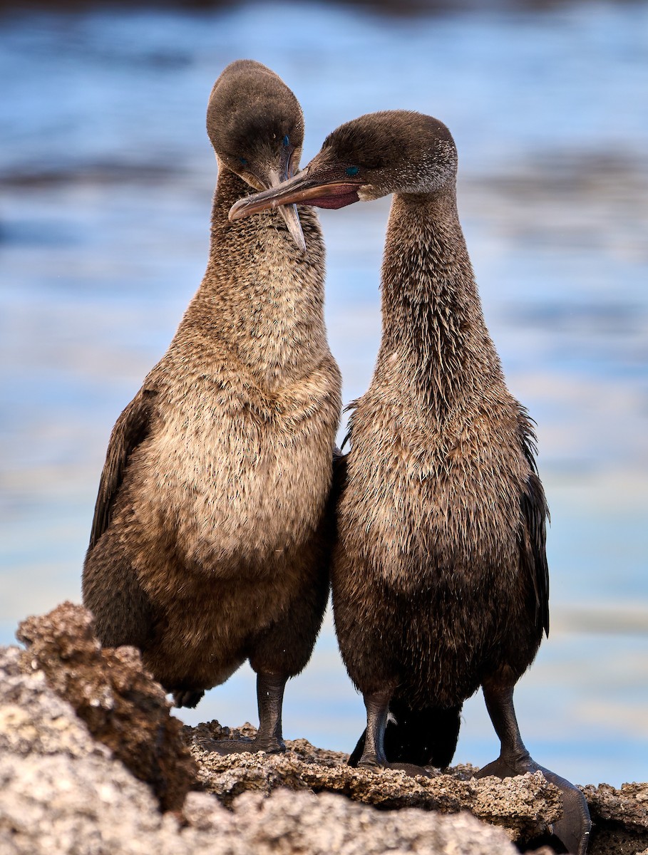 Flightless Cormorant - ML642296551