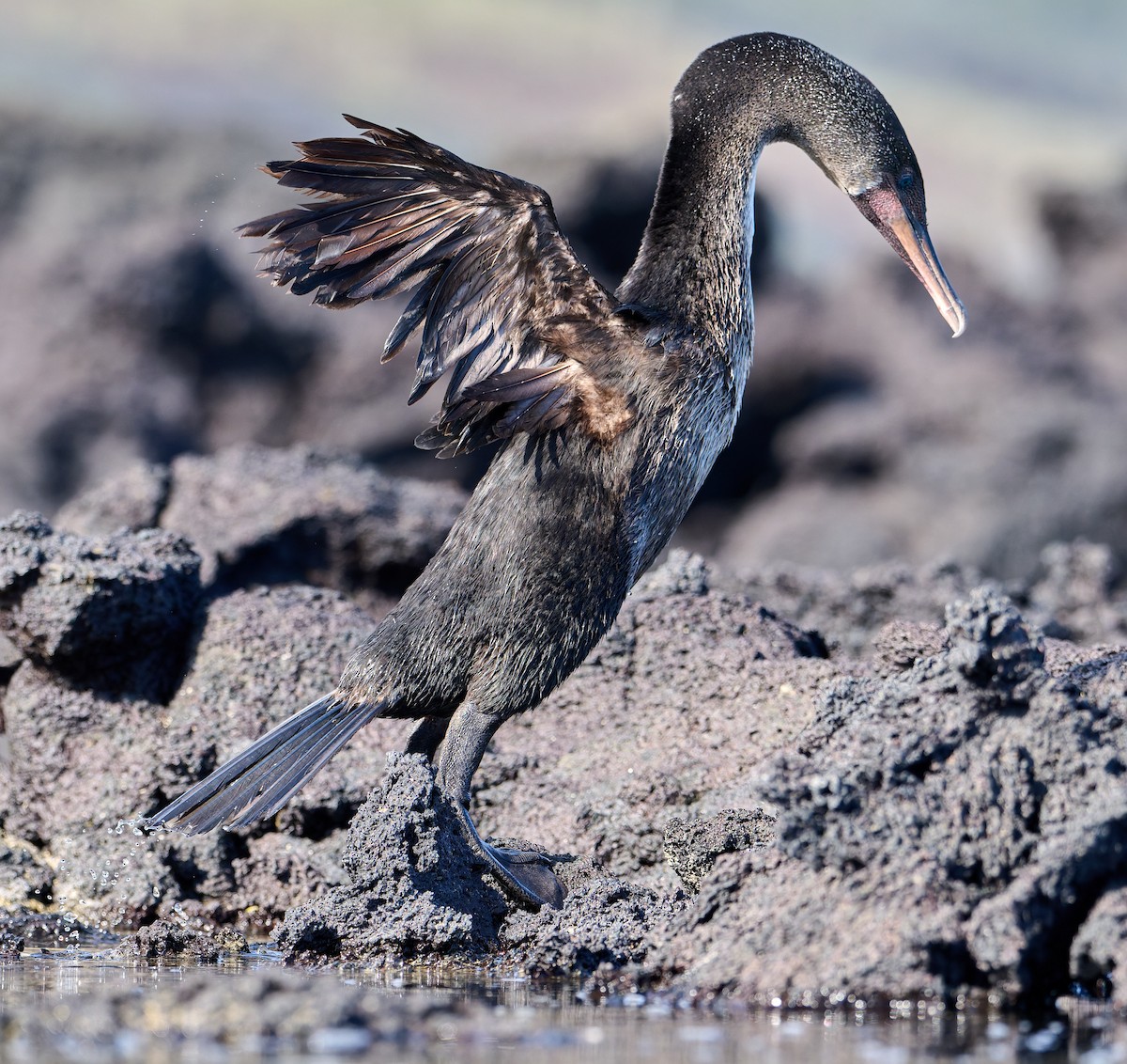Flightless Cormorant - ML642296552