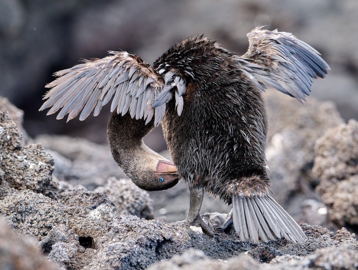Flightless Cormorant - ML642296554