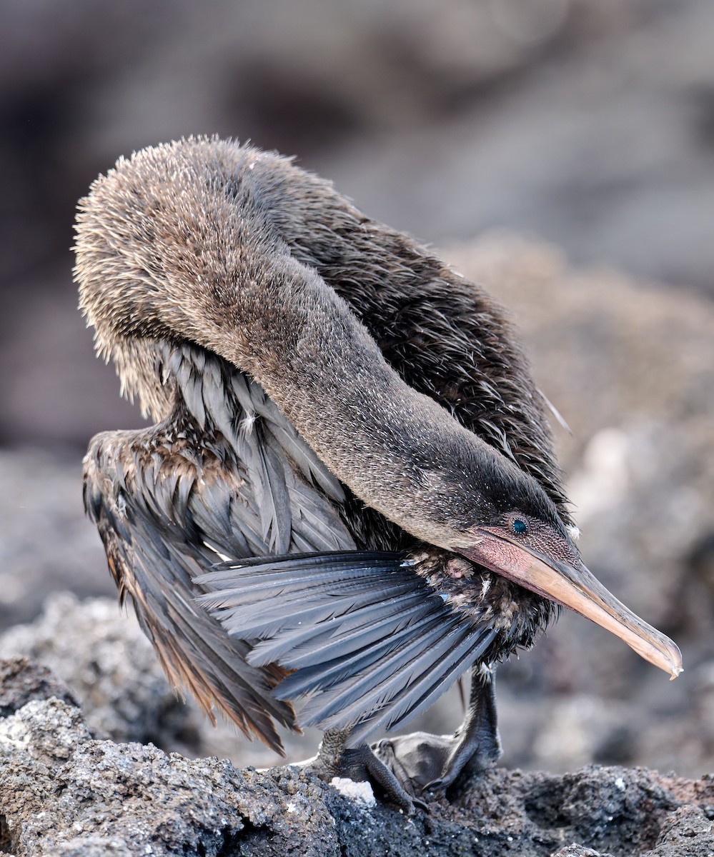 Flightless Cormorant - ML642296555